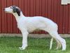 Profile picture of the animal