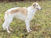 Profile picture of the animal