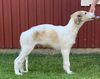 Profile picture of the animal