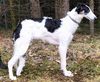 Profile picture of the animal