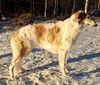 Profile picture of the animal