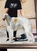 Profile picture of the animal