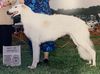 Profile picture of the animal