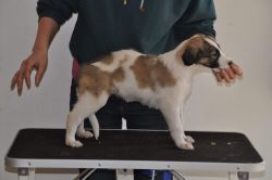 Profile picture of the animal