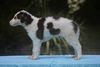 Profile picture of the animal