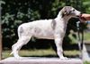 Profile picture of the animal