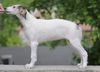 Profile picture of the animal