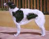 Profile picture of the animal