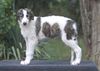 Profile picture of the animal