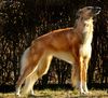 Profile picture of the animal