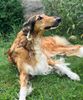 Profile picture of the animal
