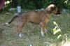 Profile picture of the animal