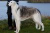 Profile picture of the animal