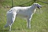 Profile picture of the animal
