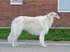 Profile picture of the animal
