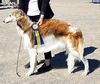 Profile picture of the animal