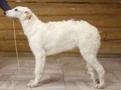 Profile picture of the animal
