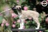 Profile picture of the animal