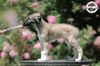 Profile picture of the animal