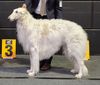 Profile picture of the animal