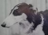 Profile picture of the animal