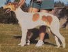 Profile picture of the animal