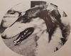 Profile picture of the animal