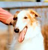 Profile picture of the animal