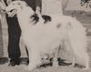 Profile picture of the animal