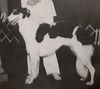 Profile picture of the animal