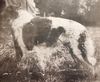 Profile picture of the animal