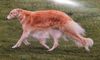 Profile picture of the animal