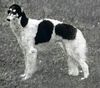Profile picture of the animal
