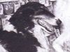 Profile picture of the animal