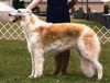 Profile picture of the animal