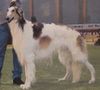 Profile picture of the animal