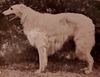 Profile picture of the animal