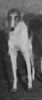 Profile picture of the animal
