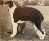 Profile picture of the animal
