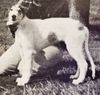 Profile picture of the animal