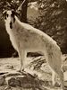 Profile picture of the animal
