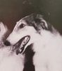 Profile picture of the animal