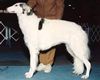 Profile picture of the animal