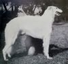 Profile picture of the animal