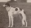 Profile picture of the animal
