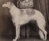 Profile picture of the animal