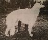 Profile picture of the animal