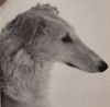 Profile picture of the animal