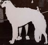 Profile picture of the animal