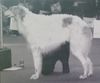 Profile picture of the animal